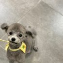 살롱드댕댕 이미지