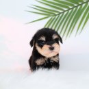 대구강아지분양 도로시펫 이미지