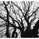 보호수광장 이미지