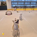 힐링랜드버스주차장 화장실 | 부산 애견카페 추천 실내 100평대 강아지 놀이방 왈왈랜드