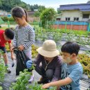 창원마산상남초등학교 텃밭가꾸기와 생태체험3-식물 뿌리 놀이 이미지