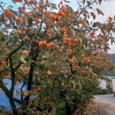 매전면사무소 이미지