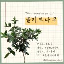 chapter 7 . 외목대가 매력적인 "올리브나무" 물꽃이 가지치기 수형 삽목까지 알려드립니다 !
