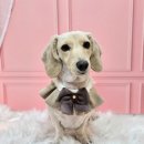 메리몰펫샵(사직점) 이미지