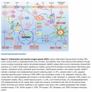 Re:Re: Reactive Oxygen Species in Metabolic and Inflammatory Signaling 이미지