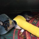 명동물병원 이미지