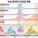 Flo.E | 여성 호르몬 변화별 영양 관리법: 생리·임신·폐경