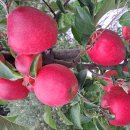 거창-고제-12 이미지