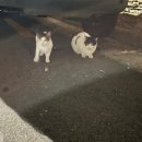 새벽꼬꼬 닭 땡기는 날 | 부산시청 보말진칼국수김밥/거제시장 새벽꼬꼬 닭땡기는날/사직동 기라정 참치회