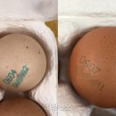 하나축산2 이미지