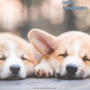 봄날의 강아지 이미지