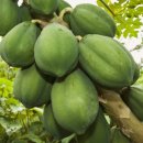 (주)아트팜 이미지