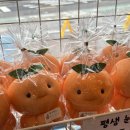 킹하귀점 | 제주도 2일차 - 도토리키친, 바이제주, 미미빈티지, 제주명품쑥보리빵, 바른갈치, 동문시장, 아베베