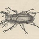 톰소여의 모험 이미지