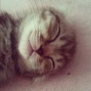 푸른동물병원 이미지