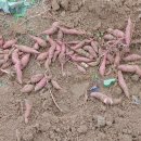 동정심 없는 세상 이미지