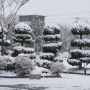 본가장충동 왕족발보쌈 이미지