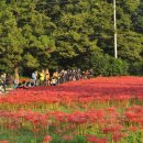 선운사꽃무릇 이미지