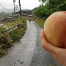 복상농장 네이버블로그