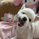 오케이덴탈 이미지