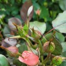 (주)힐링팜 이미지