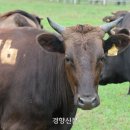 제주 흑우 이미지