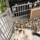강남고양이분양히어로펫