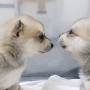 콜드베이켄넬 이미지