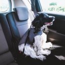 세바코리아 이미지