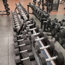 피트니아 이미지