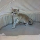 도그마루 강아지고양이 대전점 | 도그마루 강아지고양이 대전점에서 만나는 행복한 반려동물! 대전강아지분양