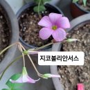 국민들의 사랑초들 이미지