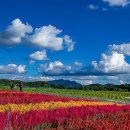 철원 고석 정 꽃밭................발..............아름다운 꽃 밭 이미지