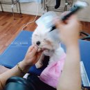 프란다스애견 이미지