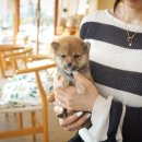 부산강아지분양 테디럽 명지본점 | 송정동강아지분양 테디럽 신뢰가 깊어진 곳