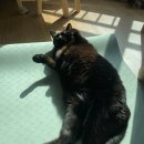 대공원 동물병원 | 11월 둘째 주_위키드 / 과배란 후 체력 거지 주간 / 서울대공원 단풍 즐기기