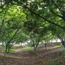 공주농장2 이미지