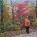 남해편백자연휴양림(남해) 이미지