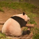 대나무랜드 이미지