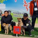 애견전람회 이미지