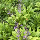 엽이목장 이미지