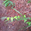 기체후일향만강 이미지