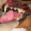 송도 클로버동물병원 이미지