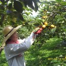 영희농장 이미지