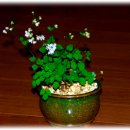 독불장군 이미지