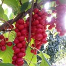 곶감농원수퍼 | 설 선물, 명절 선물 세트로 문경 오미자 어때요?