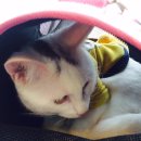 진성동물병원 이미지