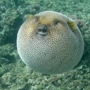 복어나라 이미지