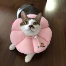 Jolly냥 이미지