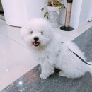 우아하개 | 수원 권선동 애견미용 잘하는집/우아하개/애견샵/수제간식/애견용품/애견의류